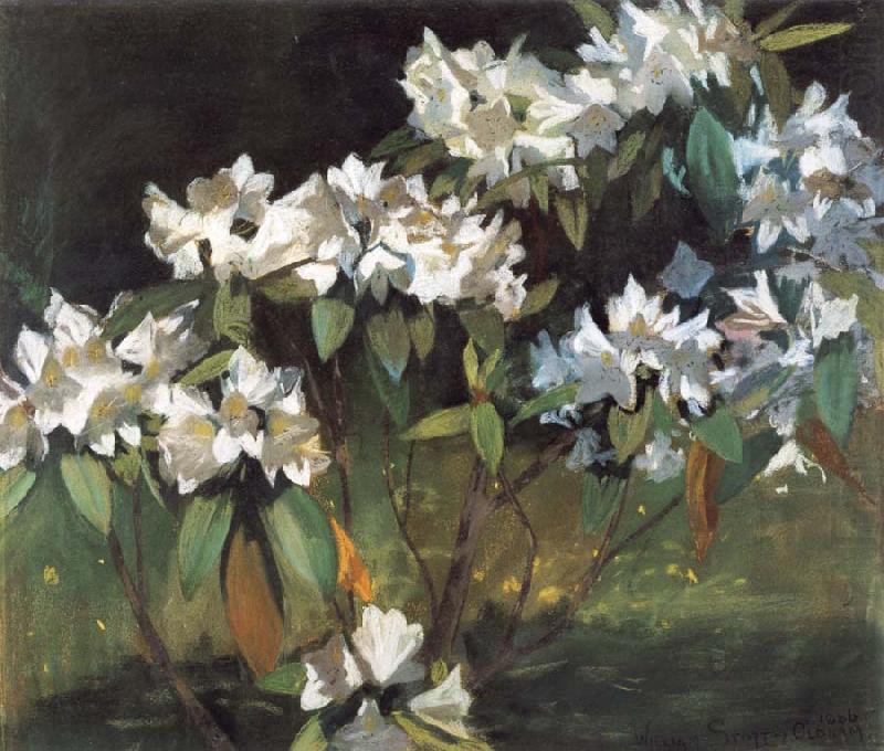 White Rhododendrons, William Stott of Oldham